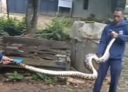Damkar Jepara Evakuasi Dua Ular Piton Berukuran Besar