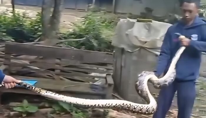 Damkar Jepara Evakuasi Dua Ular Piton Berukuran Besar