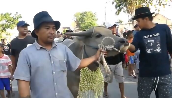 Arak – arakan Kerbau Bakal Diadakan Tahun Ini