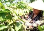 Kopi Khas Jepara Siap Naik Kelas Lewat Pendaftaran Indikasi Geografis