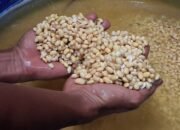 Perajin Tempe Jepara Kena Dampak Perang AS Hargai Kedelai Melambung Tinggi