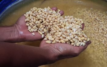 Perajin Tempe Jepara Kena Dampak Perang AS Hargai Kedelai Melambung Tinggi