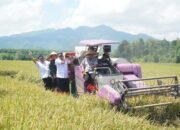 Jepara Panen Padi Tahan Salinitas, Produktivitas Melonjak hingga 9 Ton per Hektare