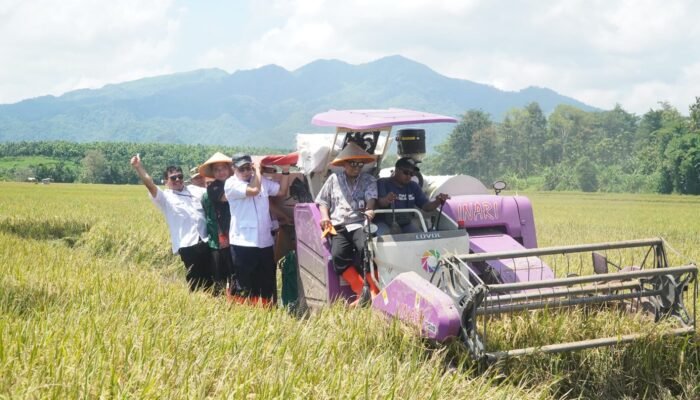 Jepara Panen Padi Tahan Salinitas, Produktivitas Melonjak hingga 9 Ton per Hektare
