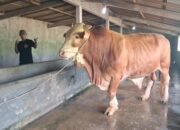 Presiden Prabowo Beli Sapi Kurban Milik Peternak Jepara Seharga Rp 115 Juta