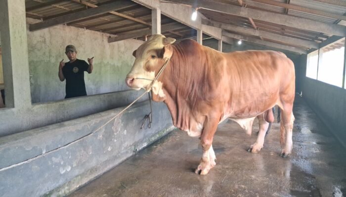 Presiden Prabowo Beli Sapi Kurban Milik Peternak Jepara Seharga Rp 115 Juta