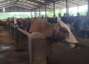 Harga Hewan Kurban Naik Jelang Iduladha, Sapi di Jepara Tembus Rp28 Juta
