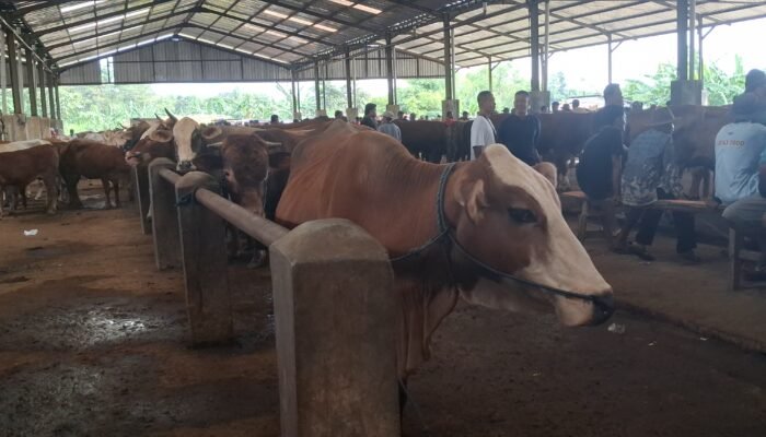 Harga Hewan Kurban Naik Jelang Iduladha, Sapi di Jepara Tembus Rp28 Juta