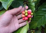 Kopi Sumanding Jepara Kian Dilirik, Bupati Witiarso Dorong Jadi Identitas Baru Selain Kota Ukir