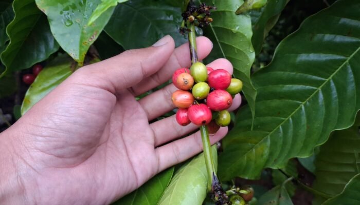 Kopi Sumanding Jepara Kian Dilirik, Bupati Witiarso Dorong Jadi Identitas Baru Selain Kota Ukir
