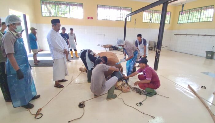 Sapi Kurban Presiden Prabowo Dibagikan ke 650 KK di Jepara, Warga Non-Muslim Juga Kebagian