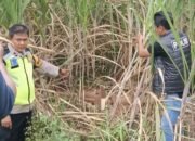 Penemuan Mayat Tanpa Busana di Kebun Tebu Gegerkan Warga Mayong