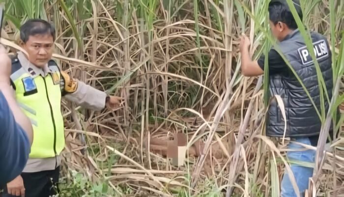 Penemuan Mayat Tanpa Busana di Kebun Tebu Gegerkan Warga Mayong
