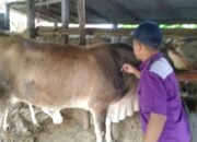 Jelang Iduladha 2026, DKPP Jepara Intensif Awasi Hewan Kurban dari Luar Daerah