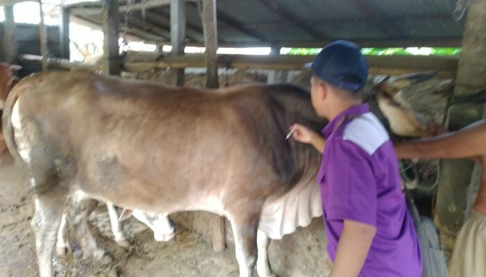 Jelang Iduladha 2026, DKPP Jepara Intensif Awasi Hewan Kurban dari Luar Daerah