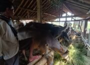 Meski Ekonomi Lesu Jelang Iduladha, Penjualan Kerbau di Jepara Meningkat