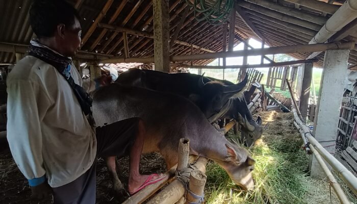Meski Ekonomi Lesu Jelang Iduladha, Penjualan Kerbau di Jepara Meningkat