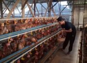Harga Telur di Jepara Anjlok ke Rp18.500 per Kg, Peternak Terancam Gulung Tikar