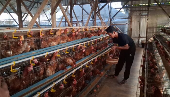 Harga Telur di Jepara Anjlok ke Rp18.500 per Kg, Peternak Terancam Gulung Tikar