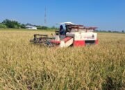 Harga Gabah Tembus Rp8.000 per Kilogram, Petani Jepara: Tertinggi Selama 20 Tahun