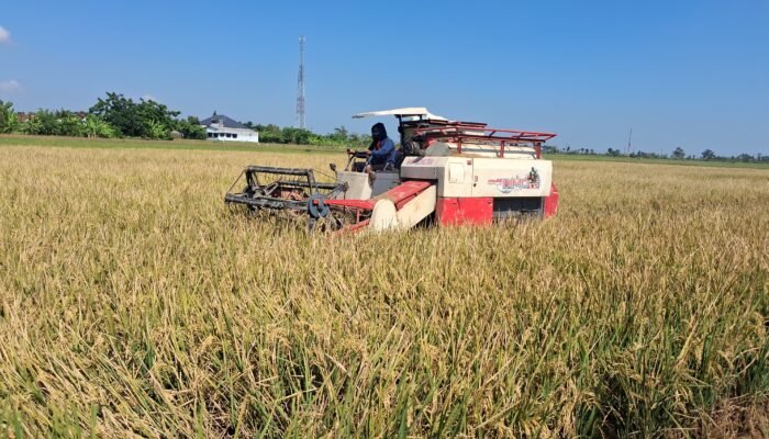Harga Gabah Tembus Rp8.000 per Kilogram, Petani Jepara: Tertinggi Selama 20 Tahun